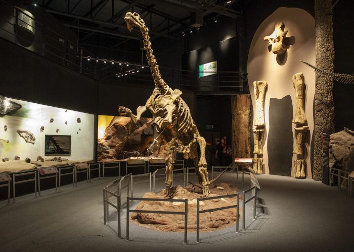 Fossil skull of extinct , Titanosaurus Australis, Patagonia, Ar Fossil skull of extinct , Titanosaurus Australis, Patagonia, Argentina.